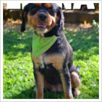 Copyright Darwin Pet Spa 2012